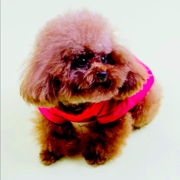 🌟 HOST PICK! 🌟 NWT Hot Pink Graphic, Dog Sweatshirt! - Picture 2 of 3